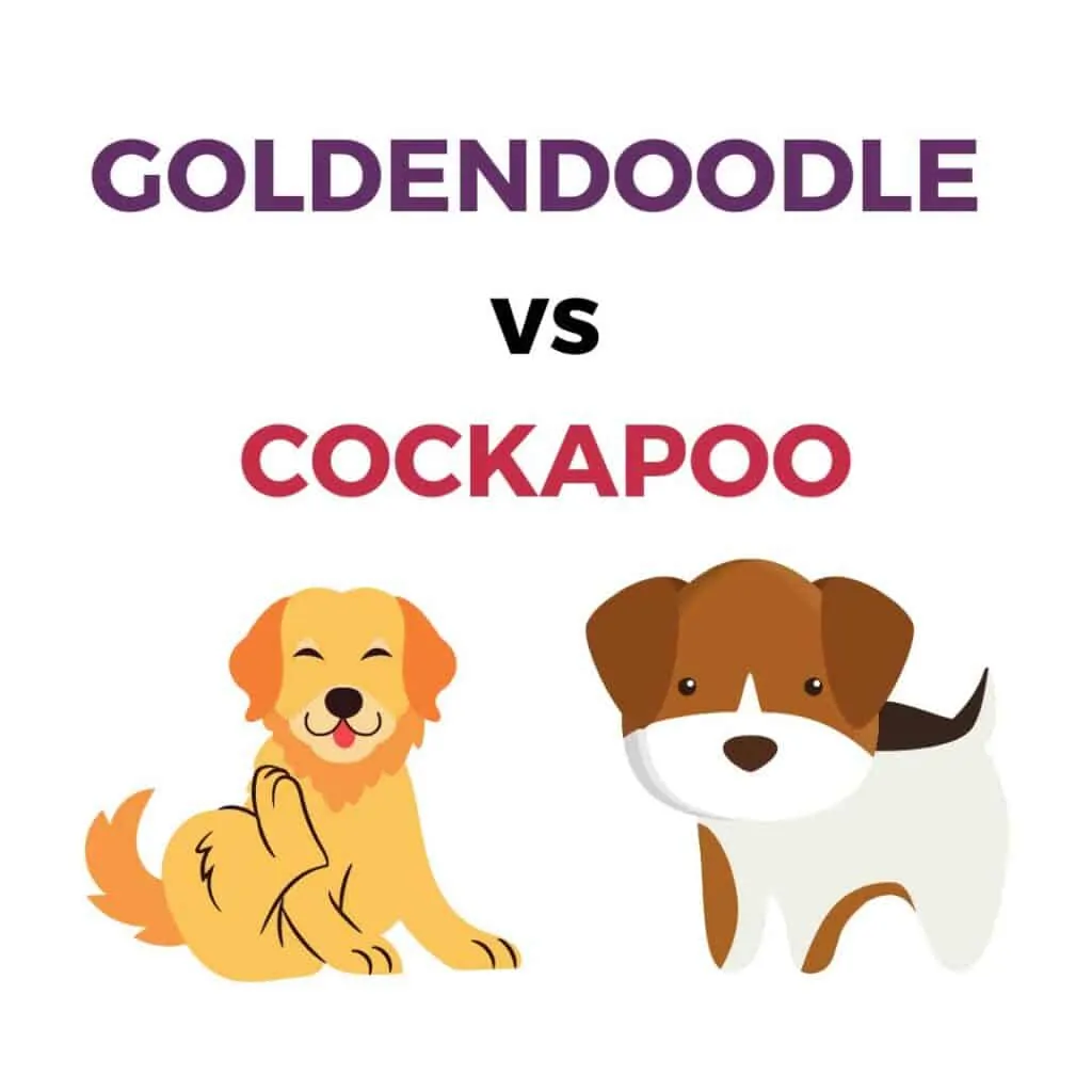 Goldendoodle vs cockapoo puppy