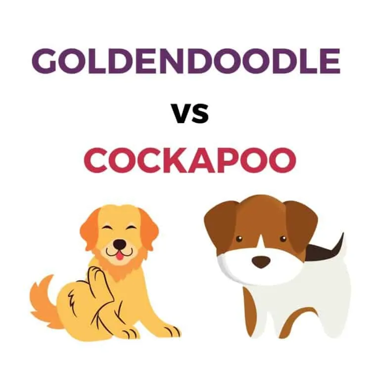 Cockapoo Vs Goldendoodle – Which Is a Better Dog Breed?