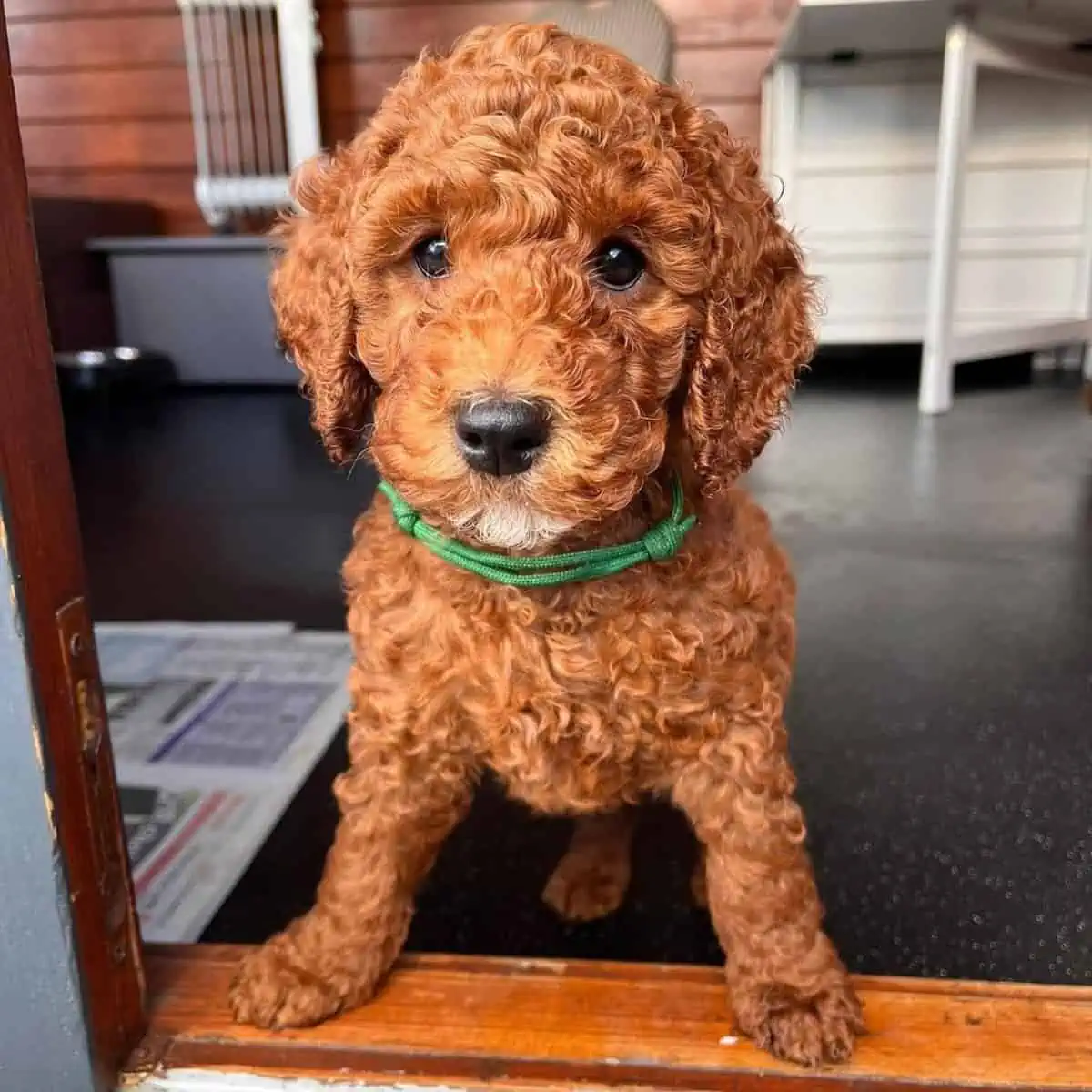 green collar on Cockapoo