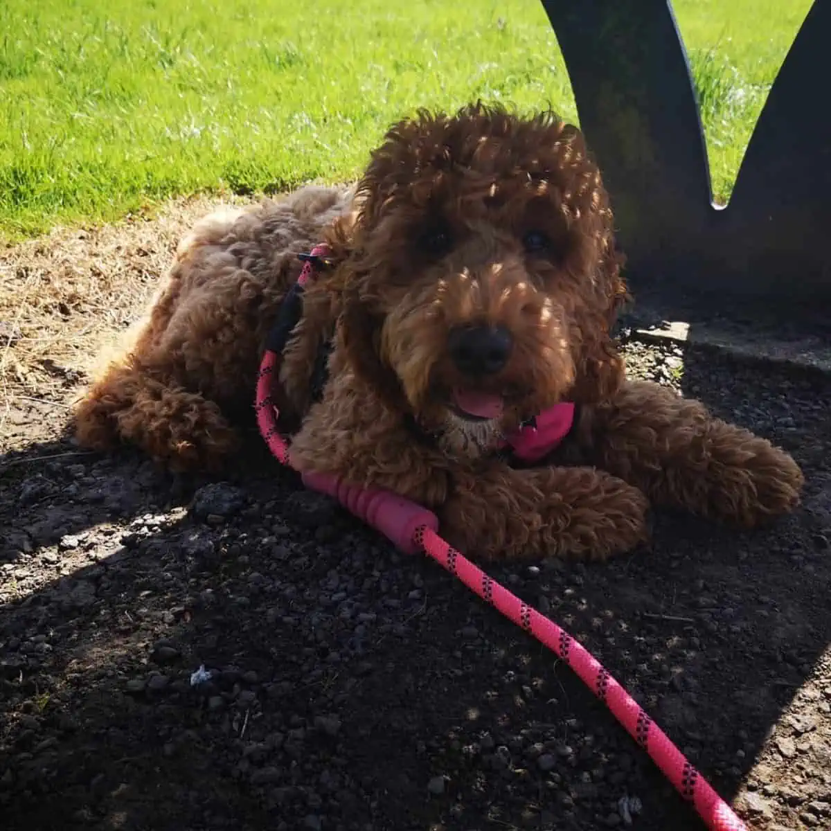 hiding Cockapoo under the bench