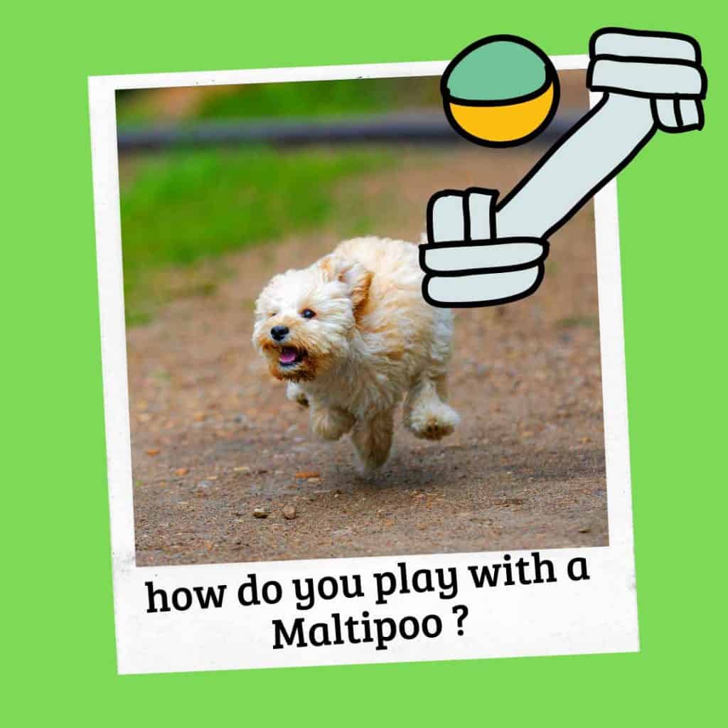how do you play with a maltipoo