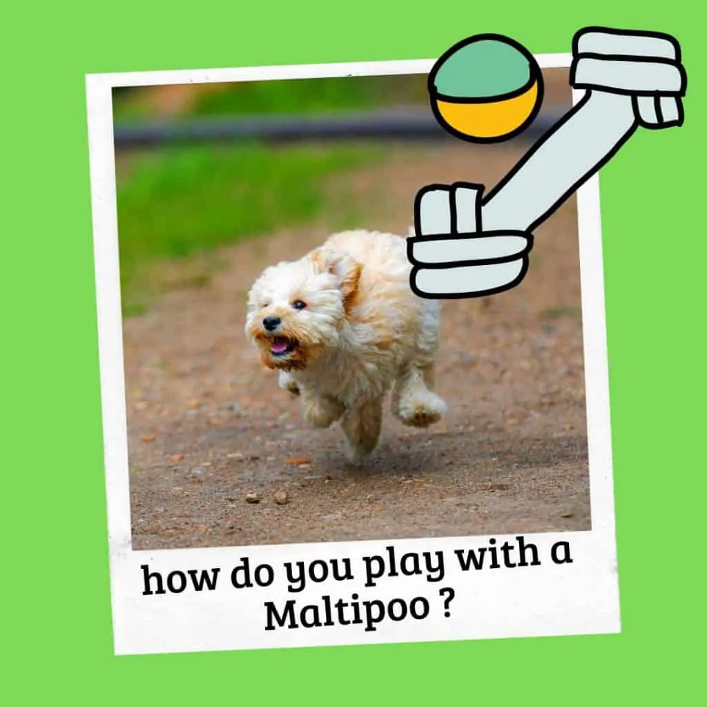 how do you play with a maltipoo