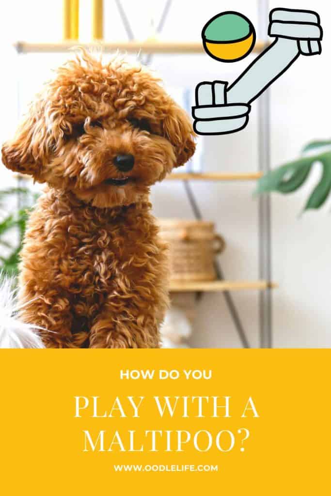 white maltipoo stuffed animal