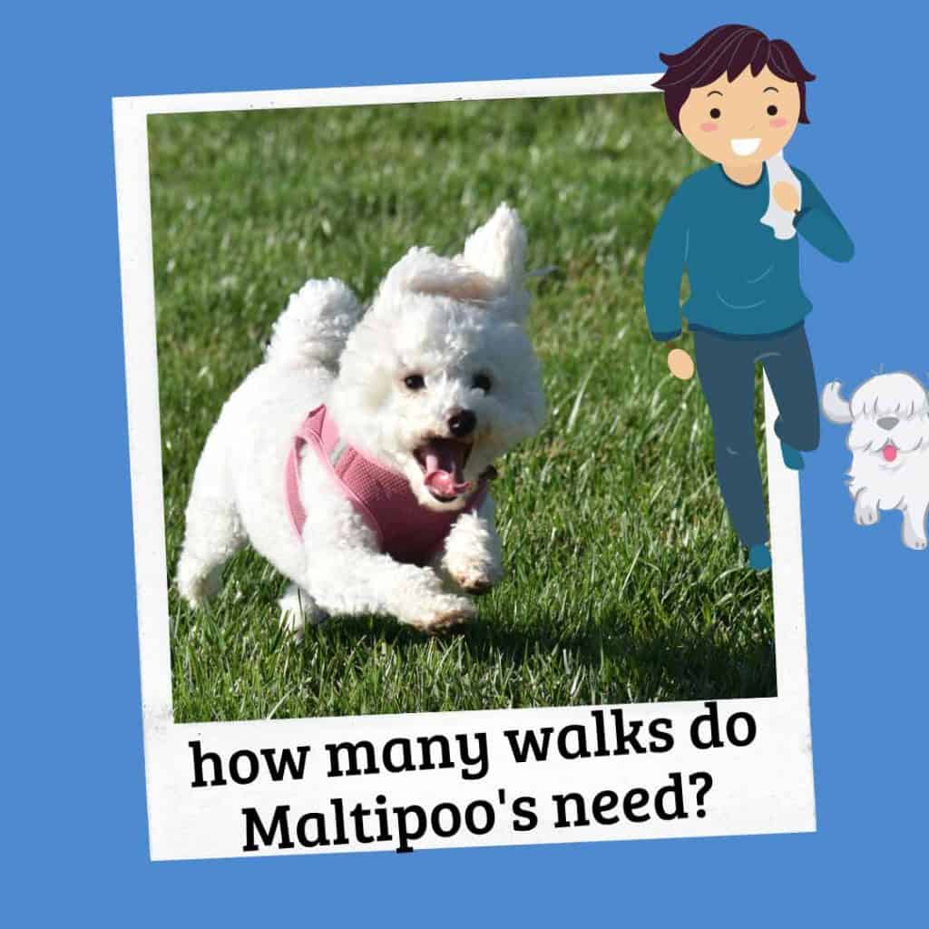 how many walks for a maltipoo