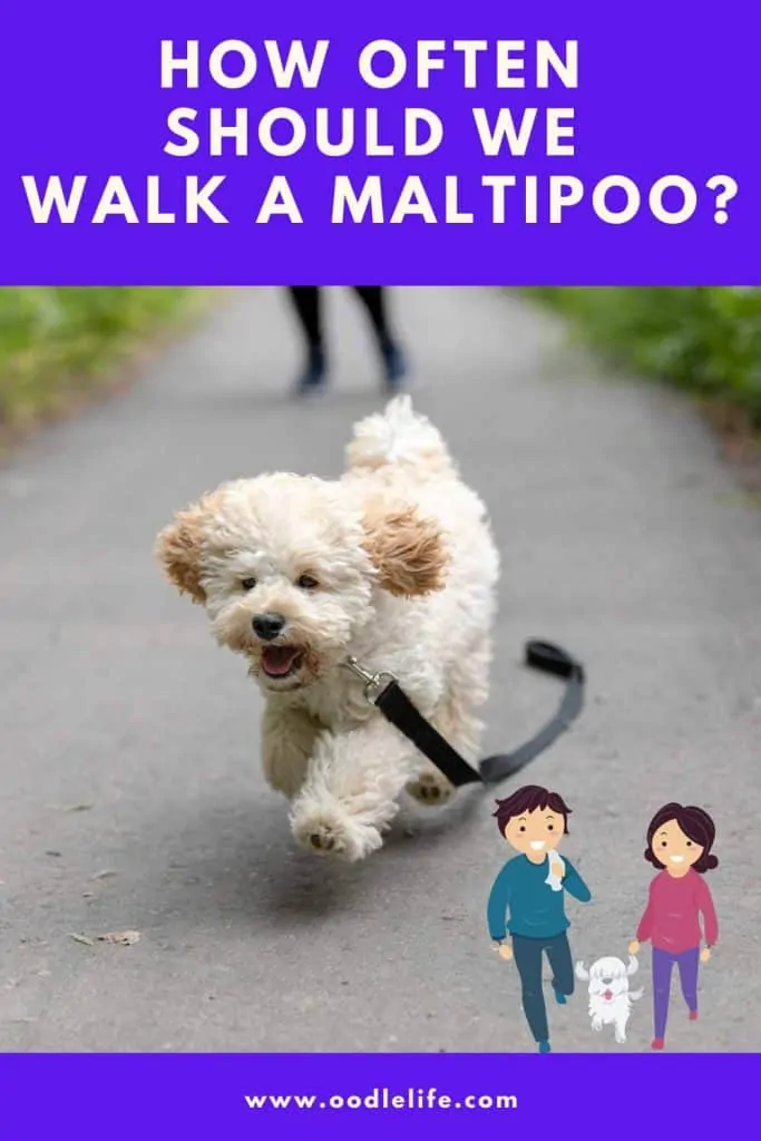 how often to walk a maltipoo