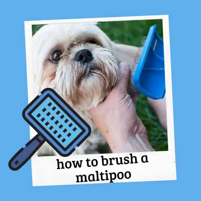 how to brush a maltipoo hair