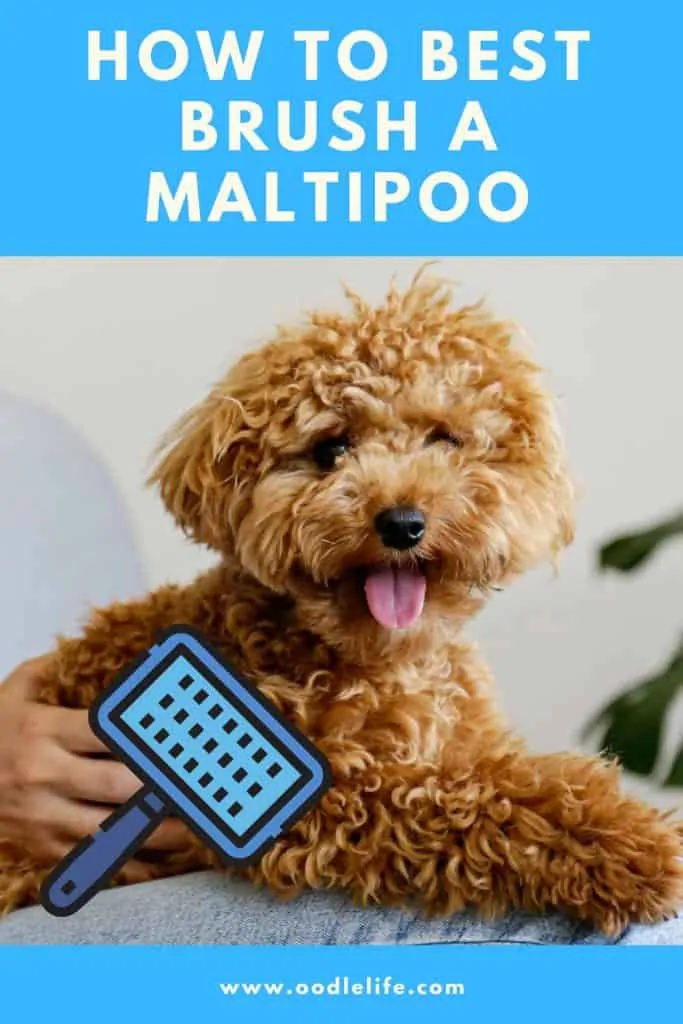 how to brush a maltipoo hair