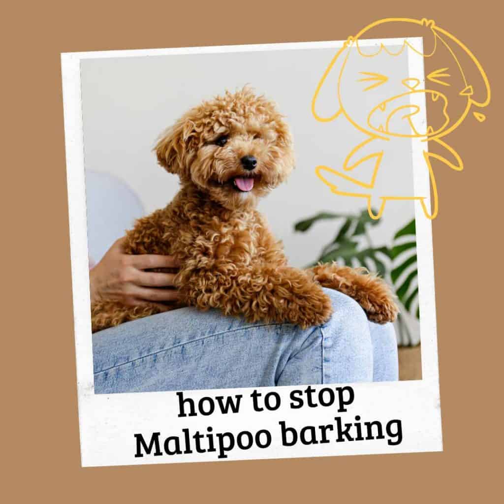 stop maltipoo from barking