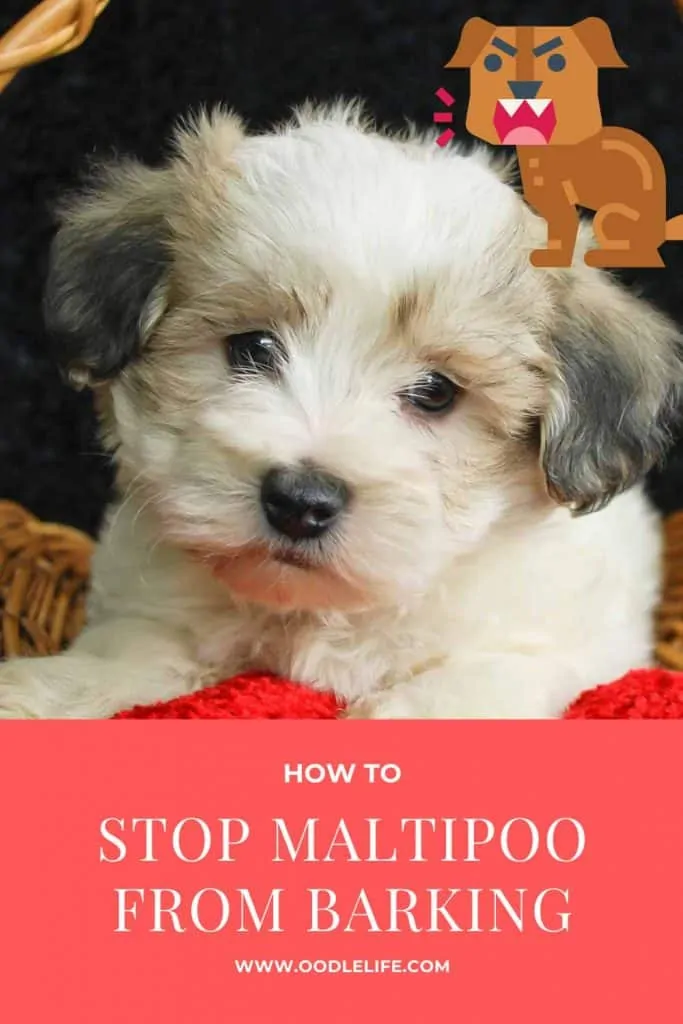 how to stop a maltipoo from barking