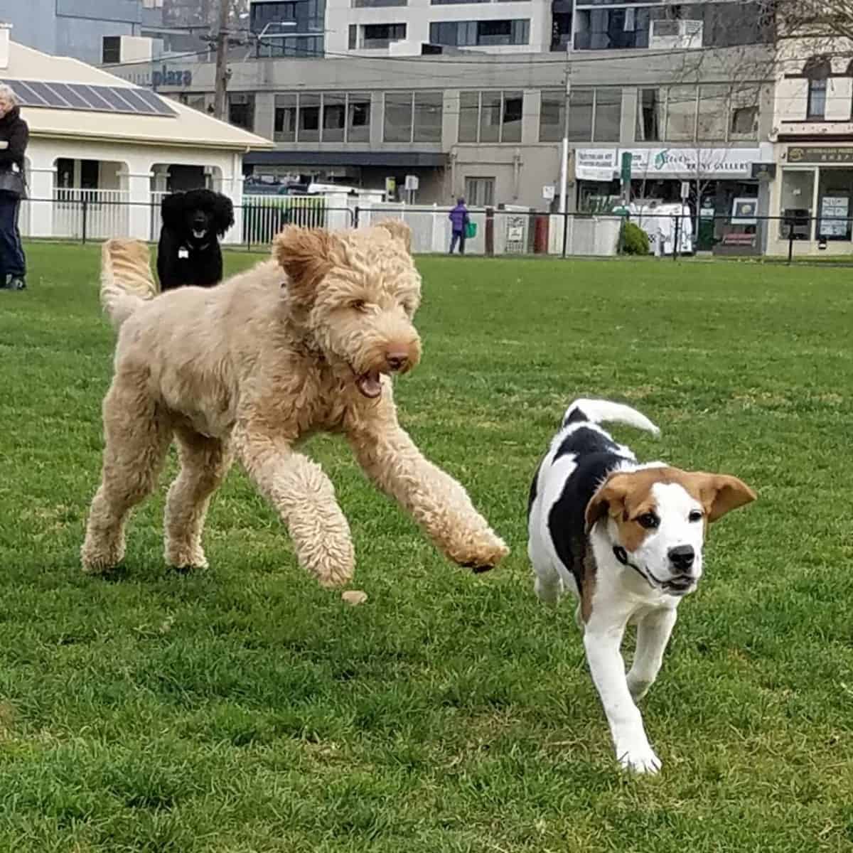 Labradoodle plays with another dog