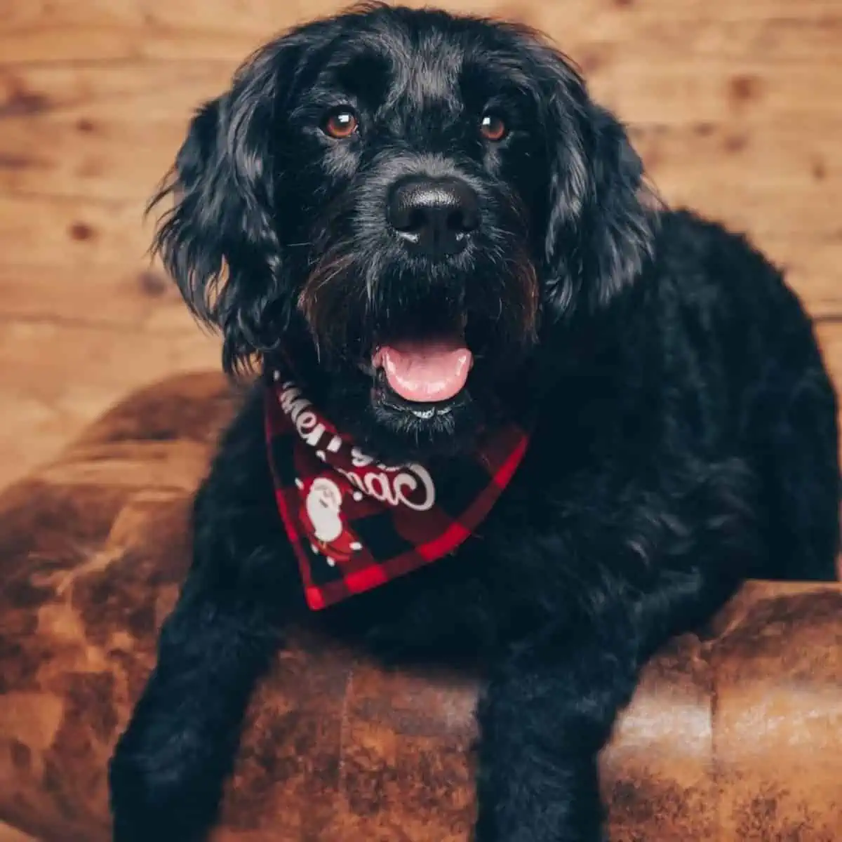 Labradoodle posing for a holiday photo