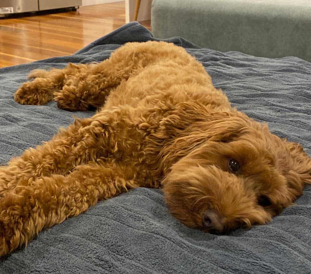 labradoodle puppy slapend