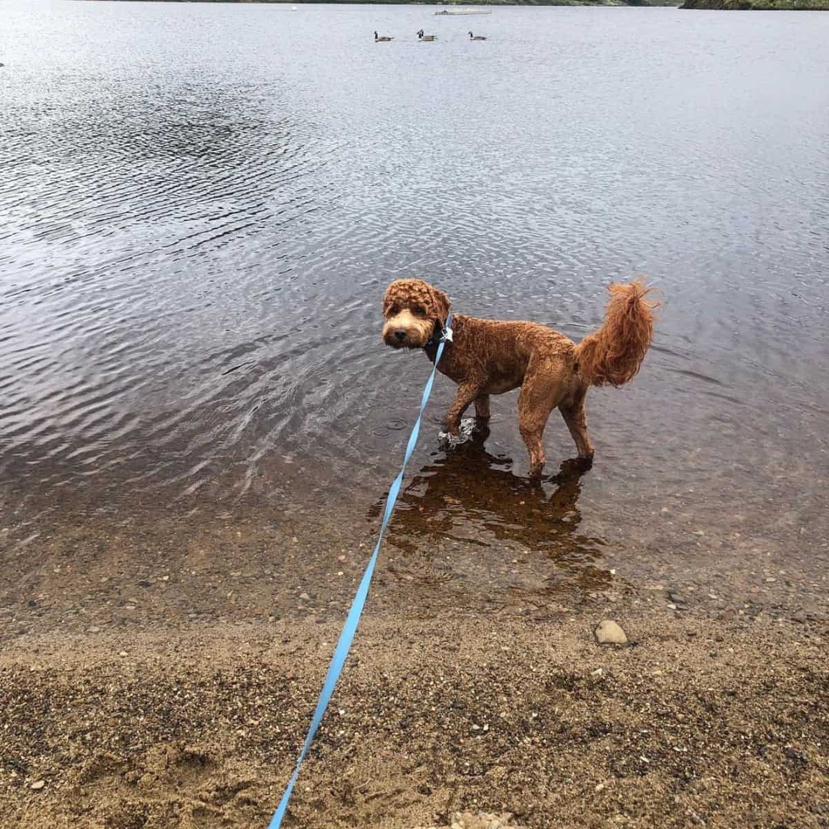 leashed Cockapoo looks back