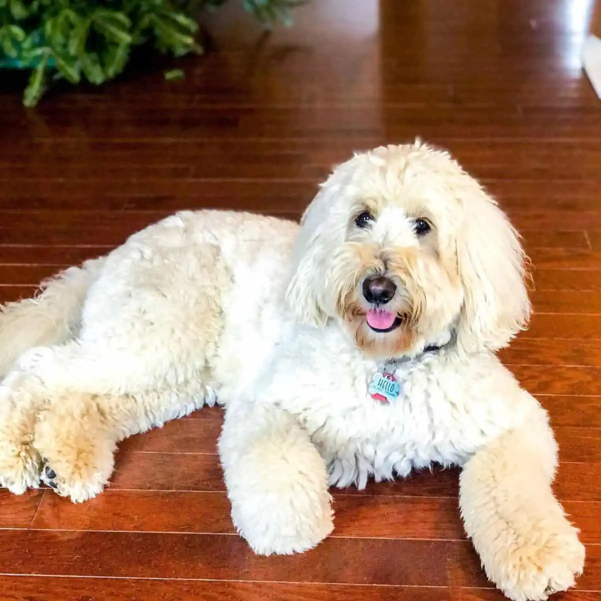 lying Goldendoodle on the floor