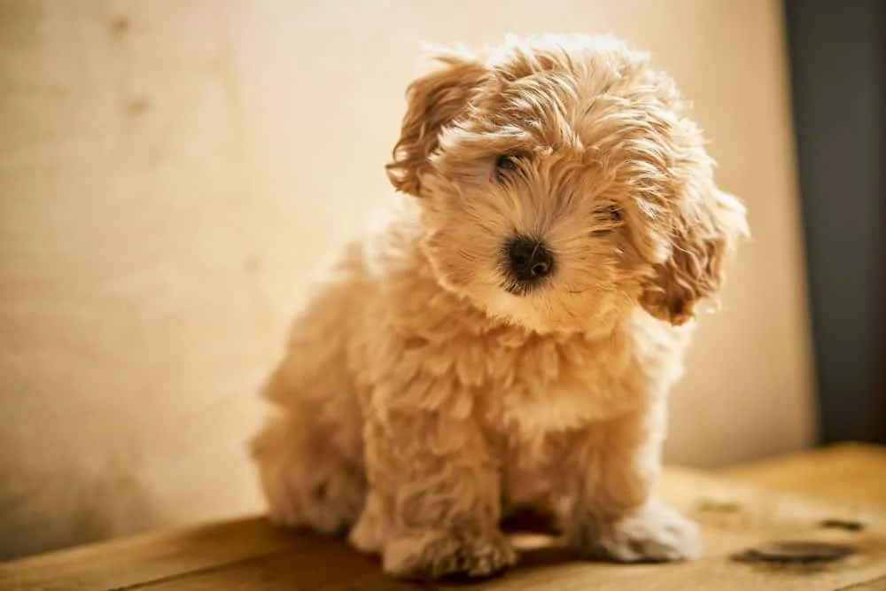 cream wavy maltipoo puppy