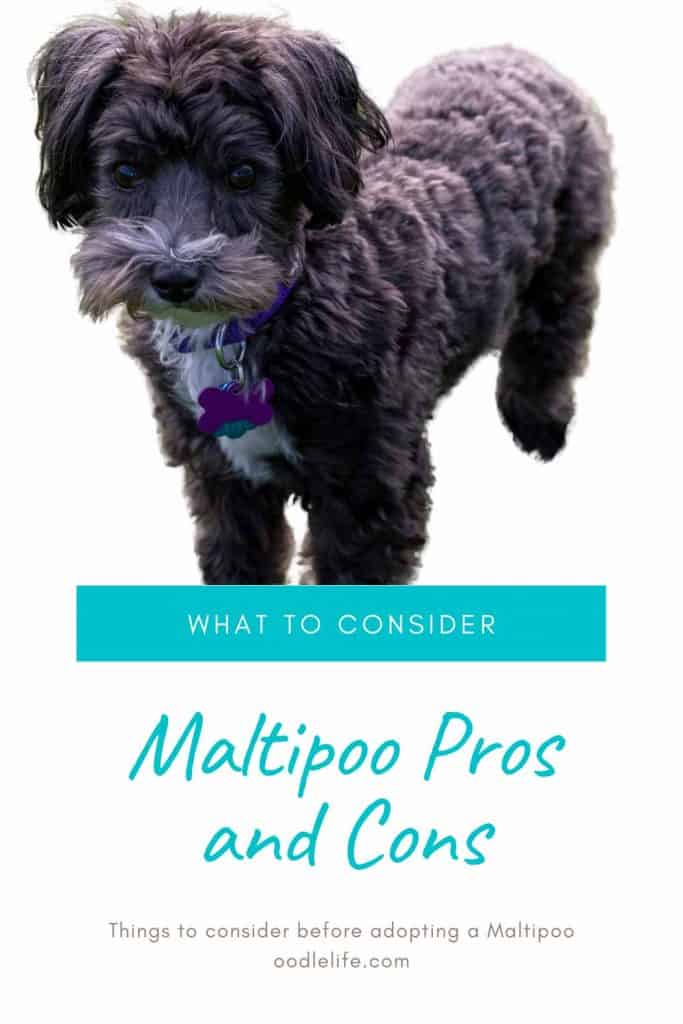 maltipoo pros and cons