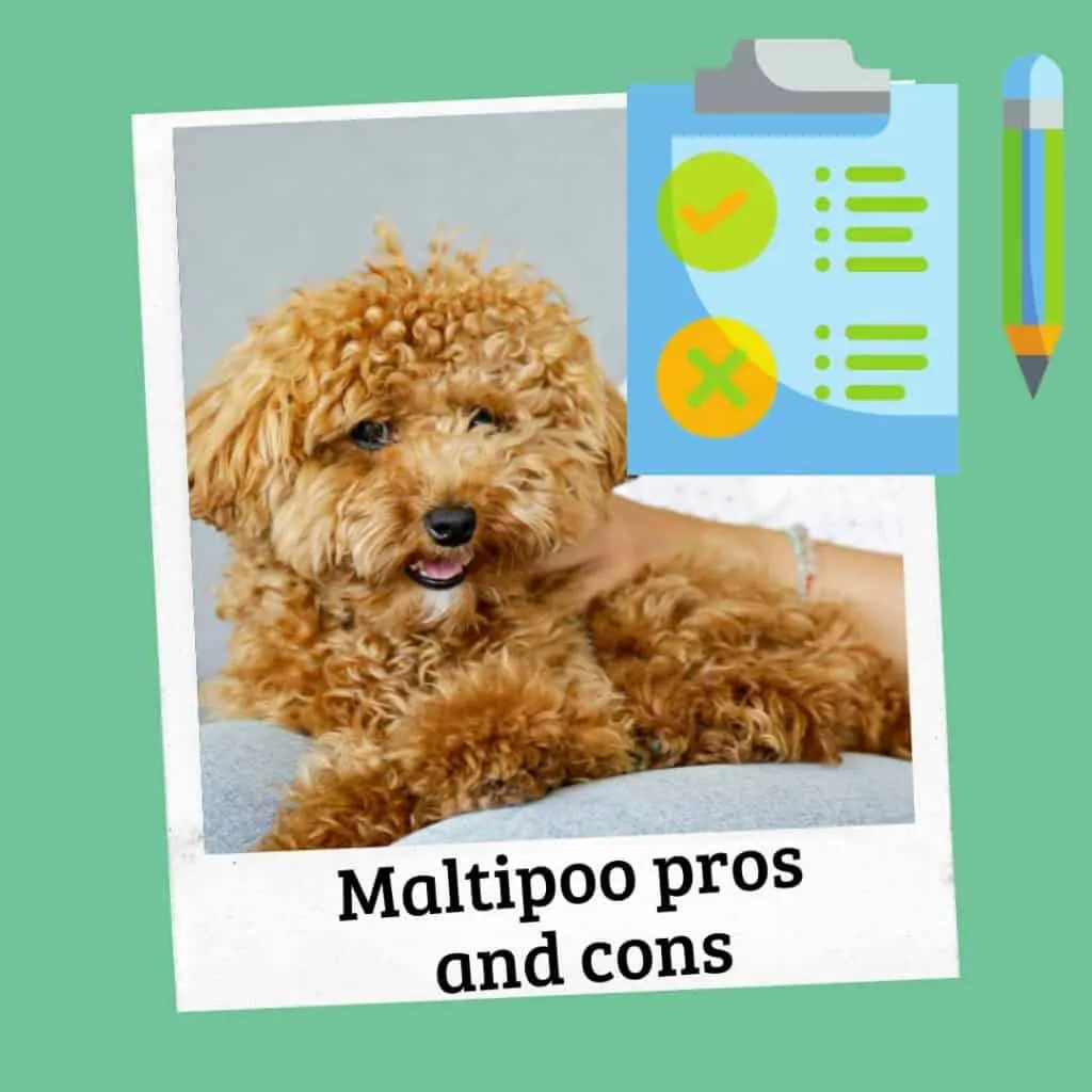 maltipoo pros and cons