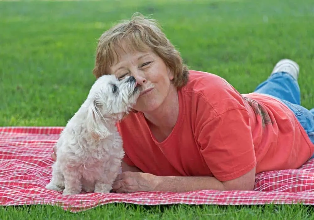 mini maltipoo puppy fully grown size