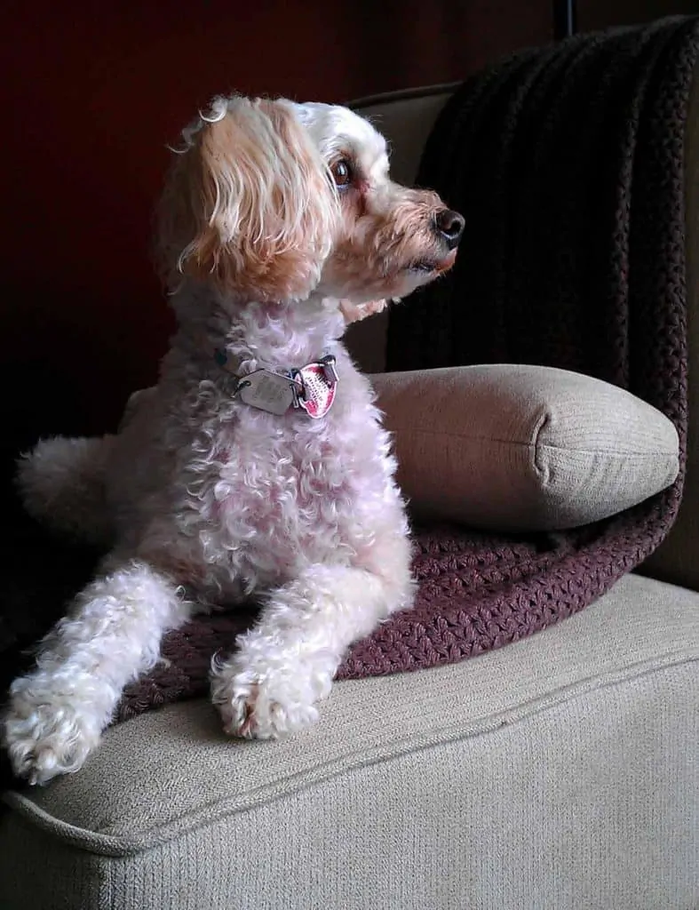 maltipoo model dog cute