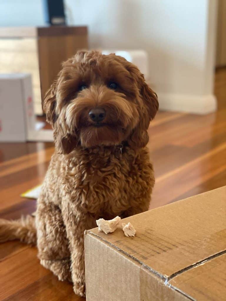  mini Labradoodle Welpe trainiert, um Essen zu verlassen