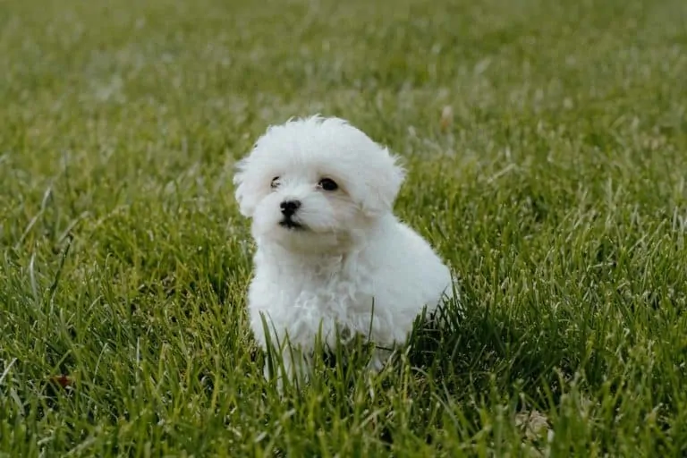 maltipoo puppy sit grass