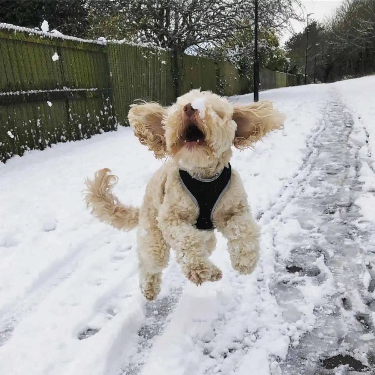 playing Cockapoo on snow