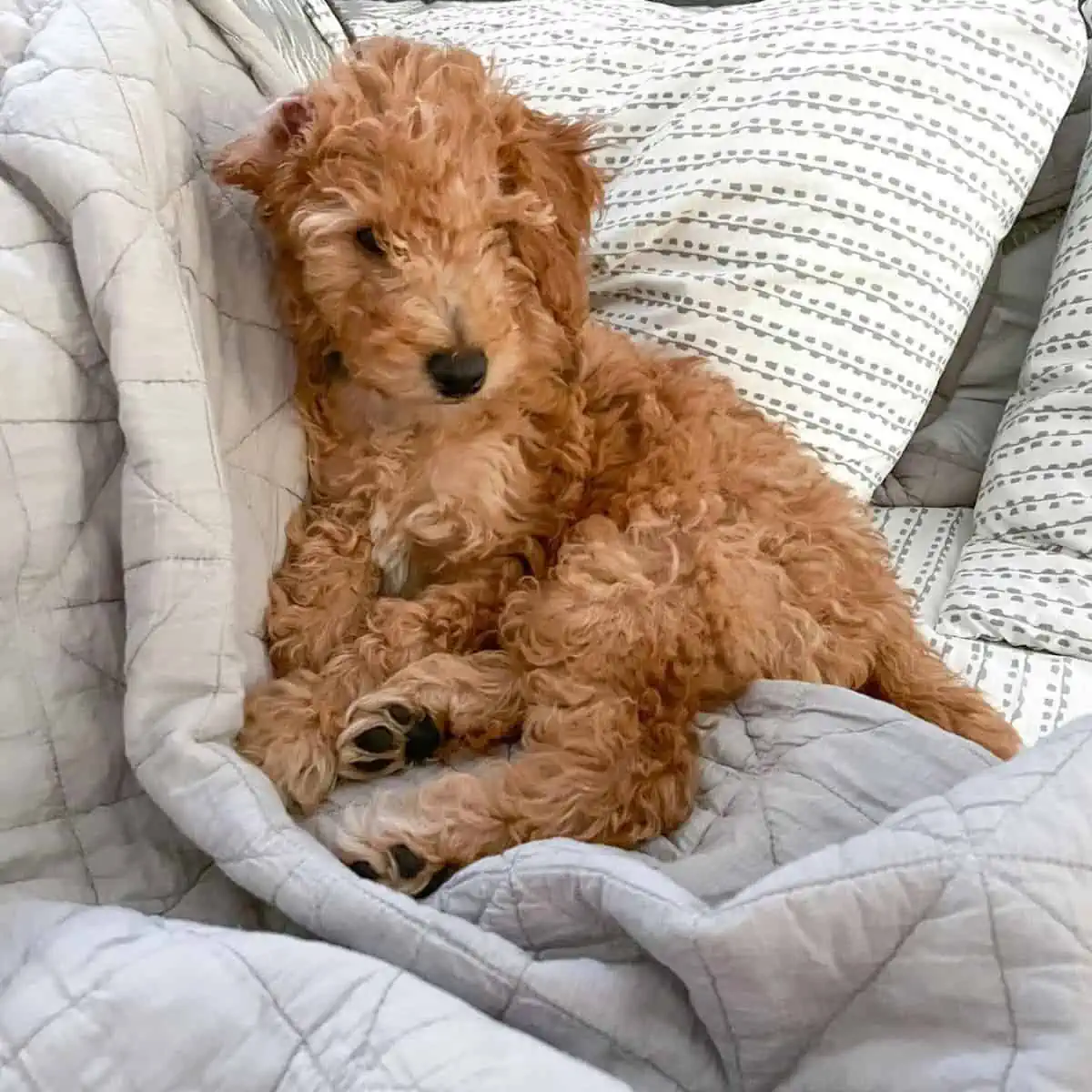 proper bed for Goldendoodle