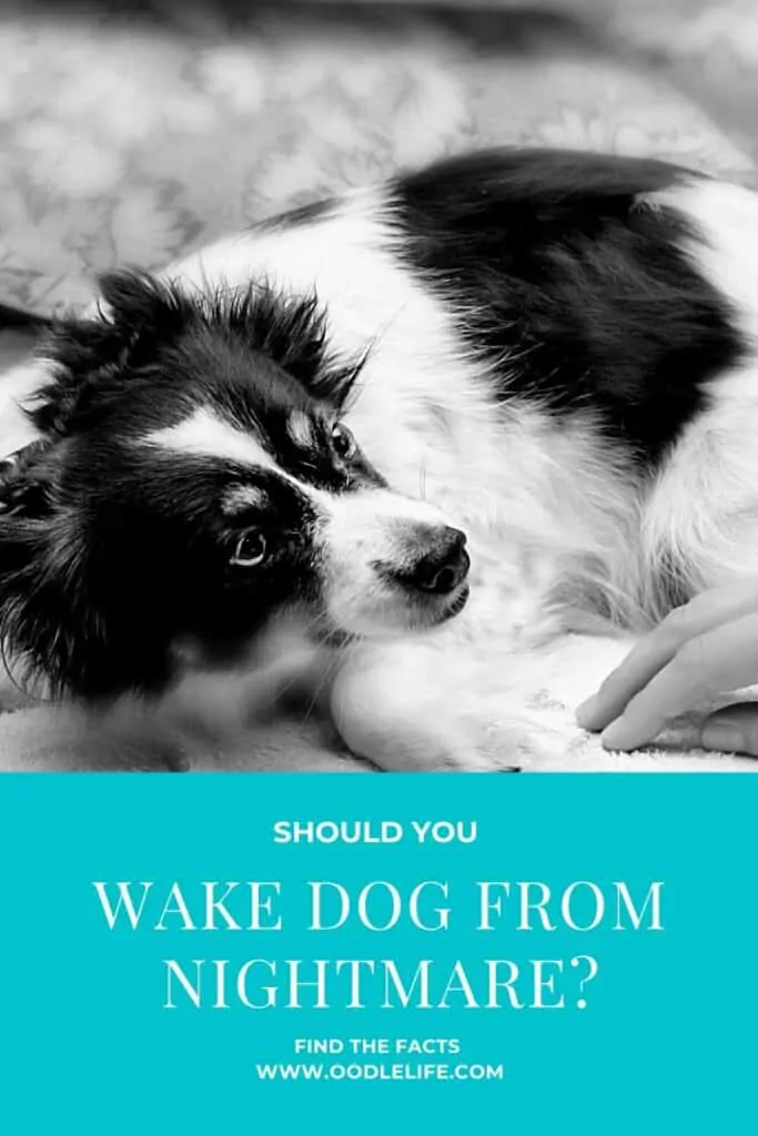 Should I Wake Up My Dog From A Nightmare? Oodle Life
