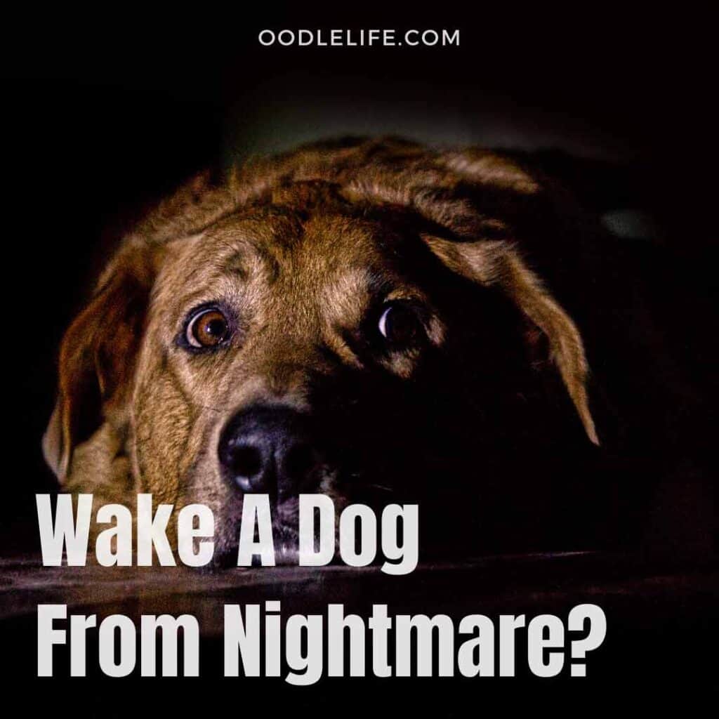 how to wake a dog from a nightmare