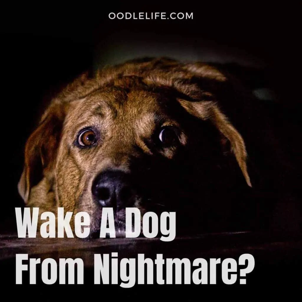how to wake a dog from a nightmare