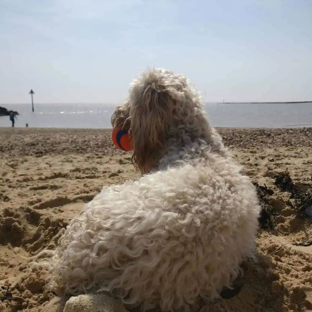 staring Cockapoo on the water