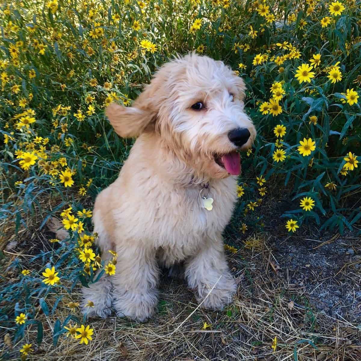 taking cover with Goldendoodle