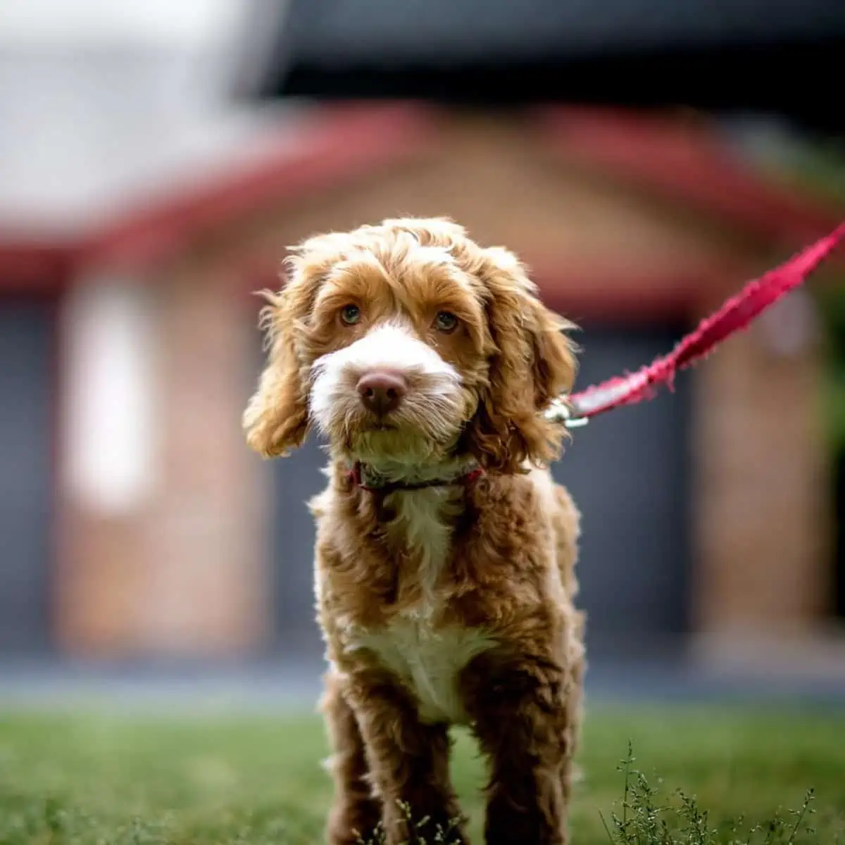 training a Cockapoo puppy