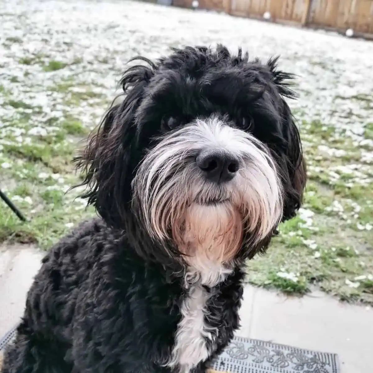 upset Cockapoo wants to go inside