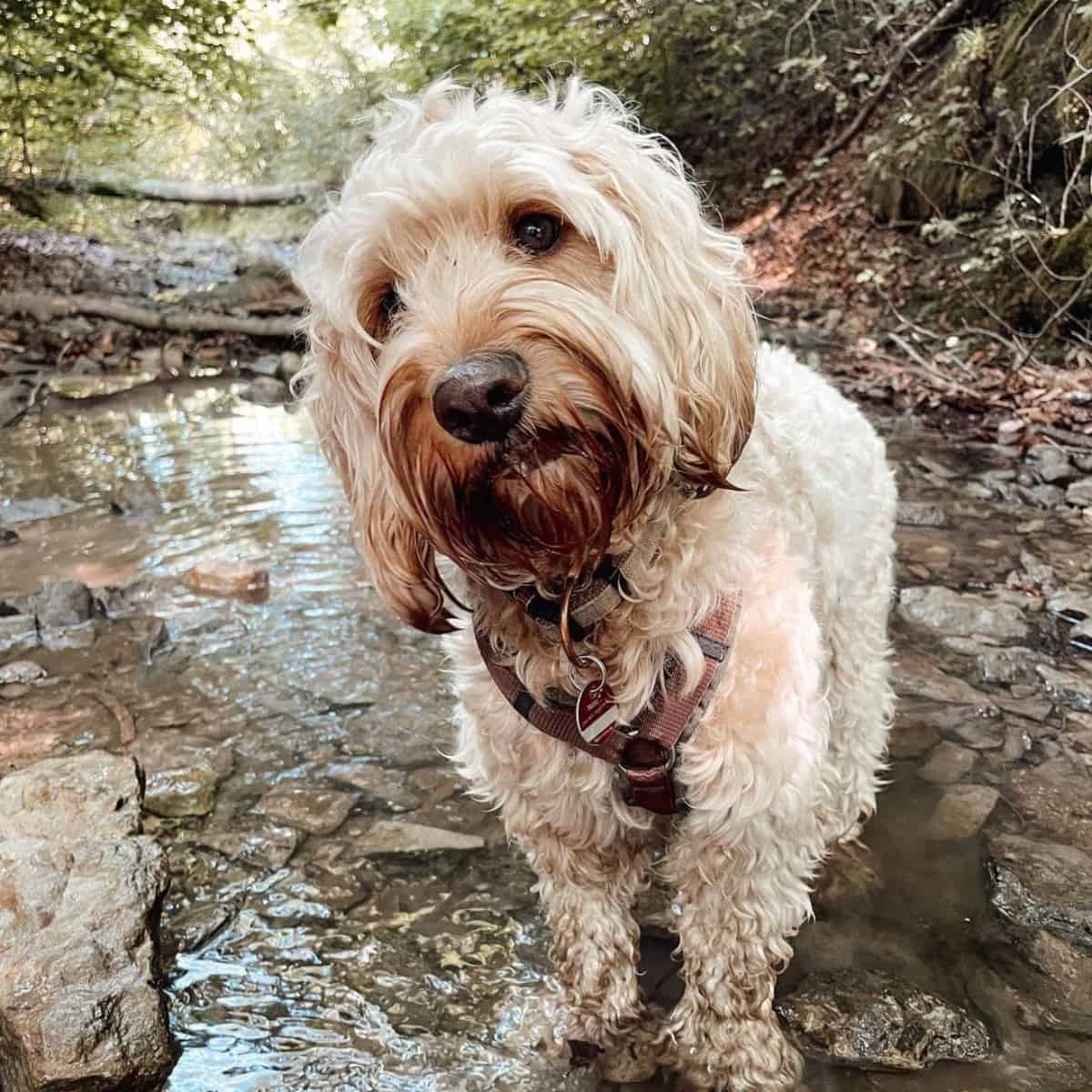 wet Cockapoo on the shallow water