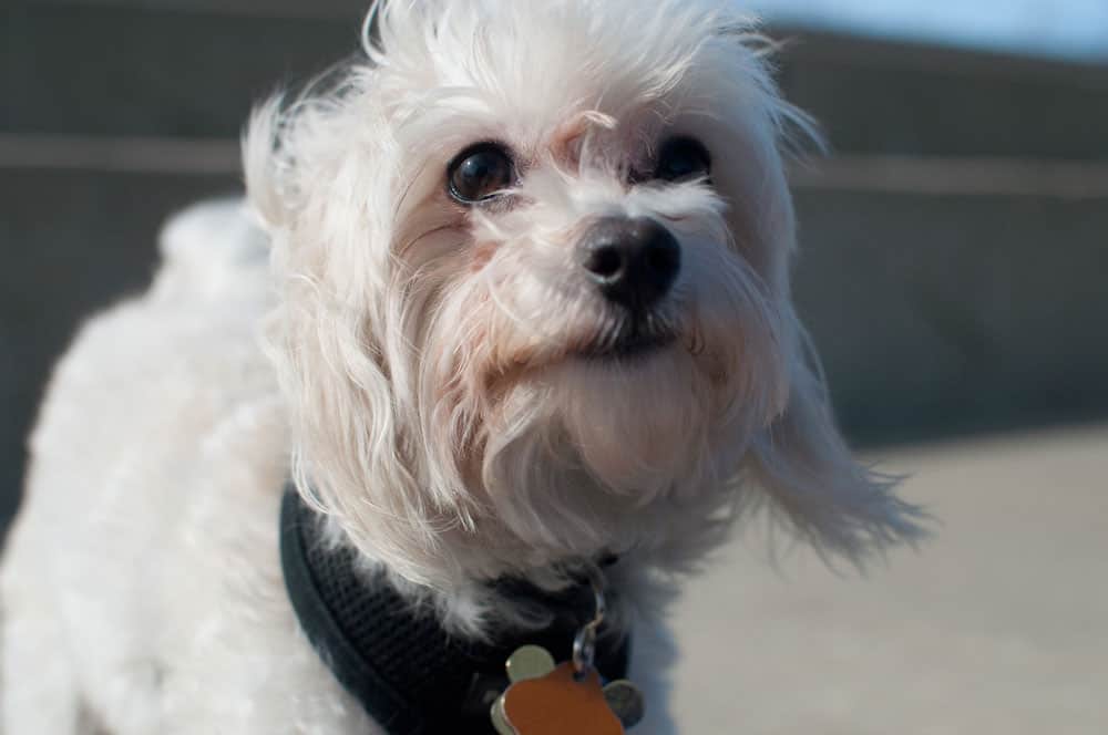 White Dog Hair Turning Black at Scott Keel blog