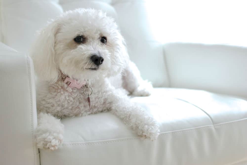 cane bianco maltipoo seduto sul divano