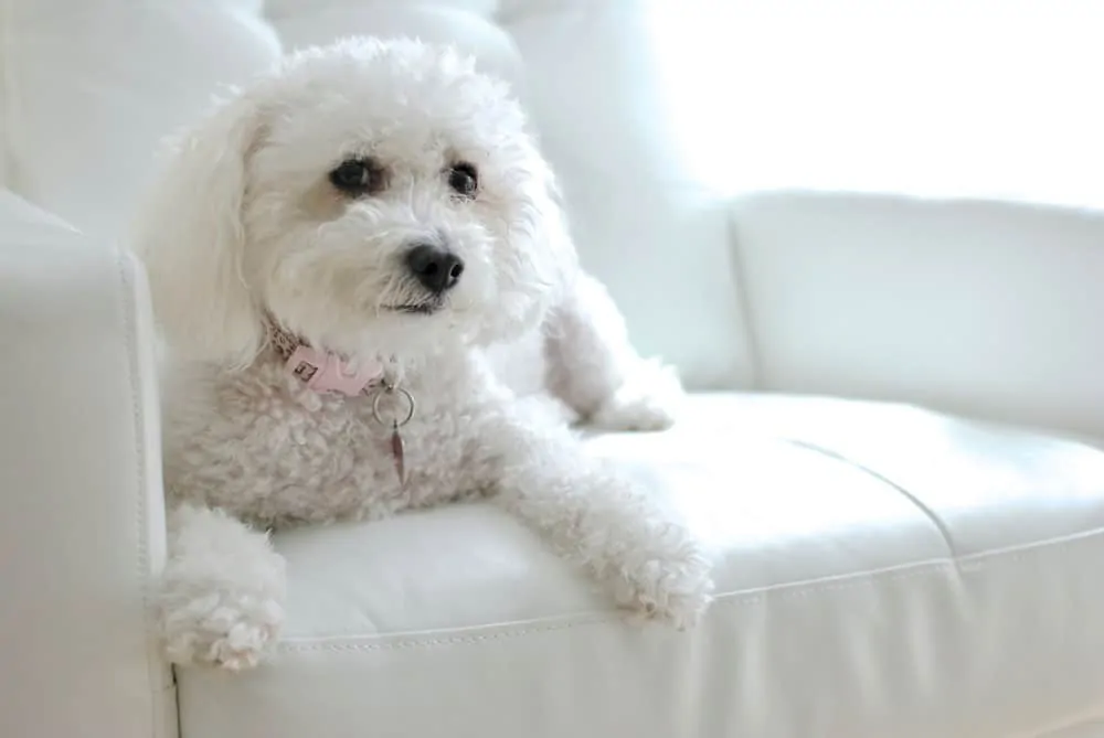 white maltipoo dog sitting on couch