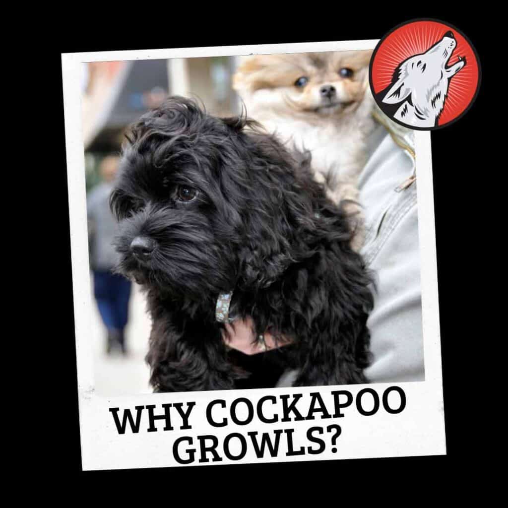 why do cockapoos growl