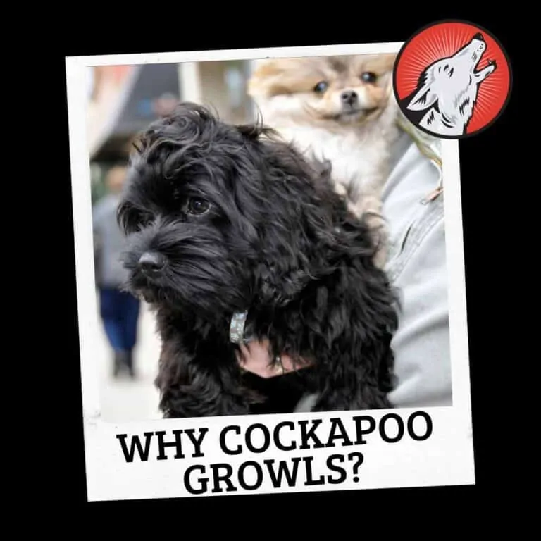 Why do Cockapoos Growl? (How to Stop)
