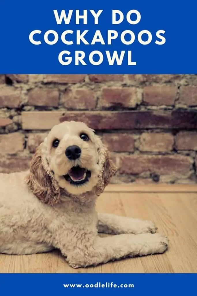 Cockapoo aggression best sale