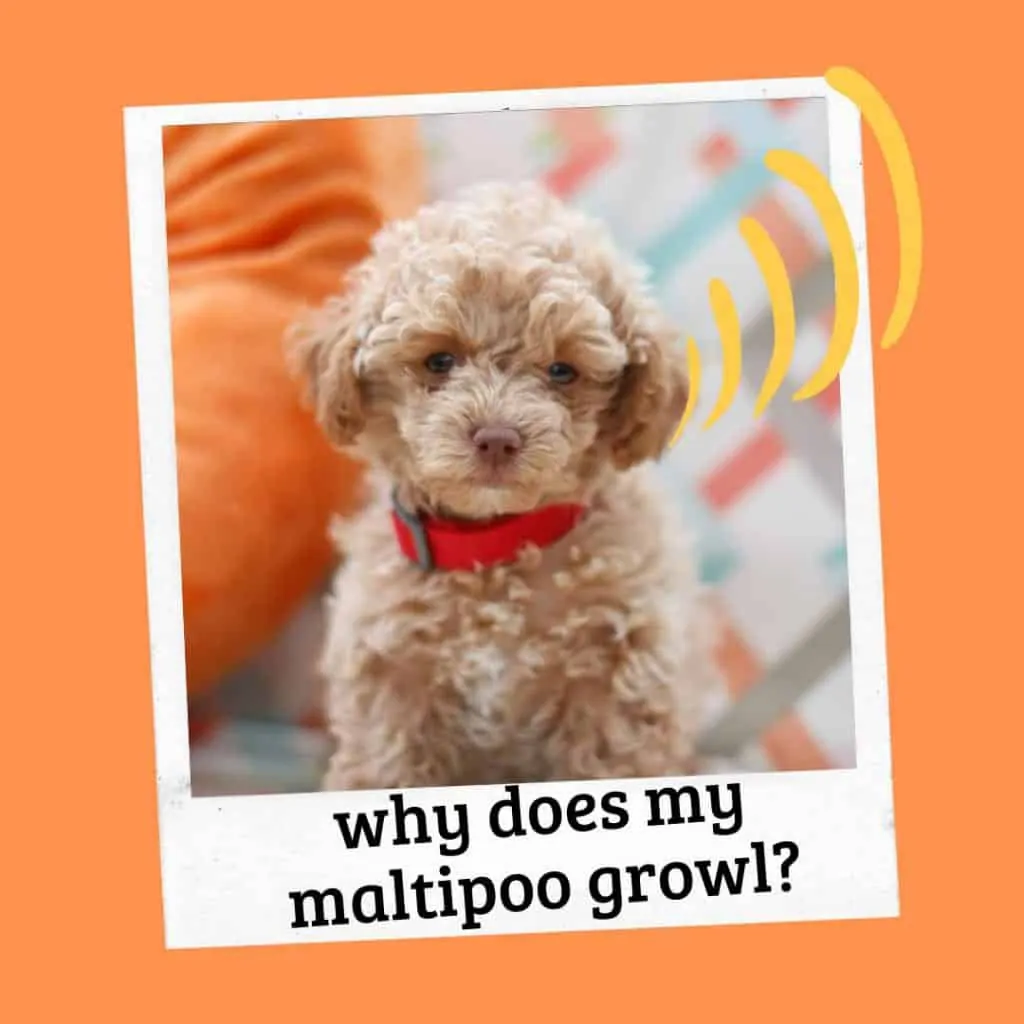 why does my maltipoo growl