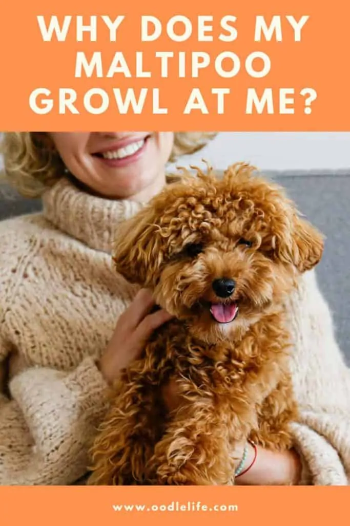 why does my maltipoo growl at me