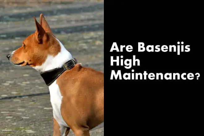 Are Basenjis High Maintenance