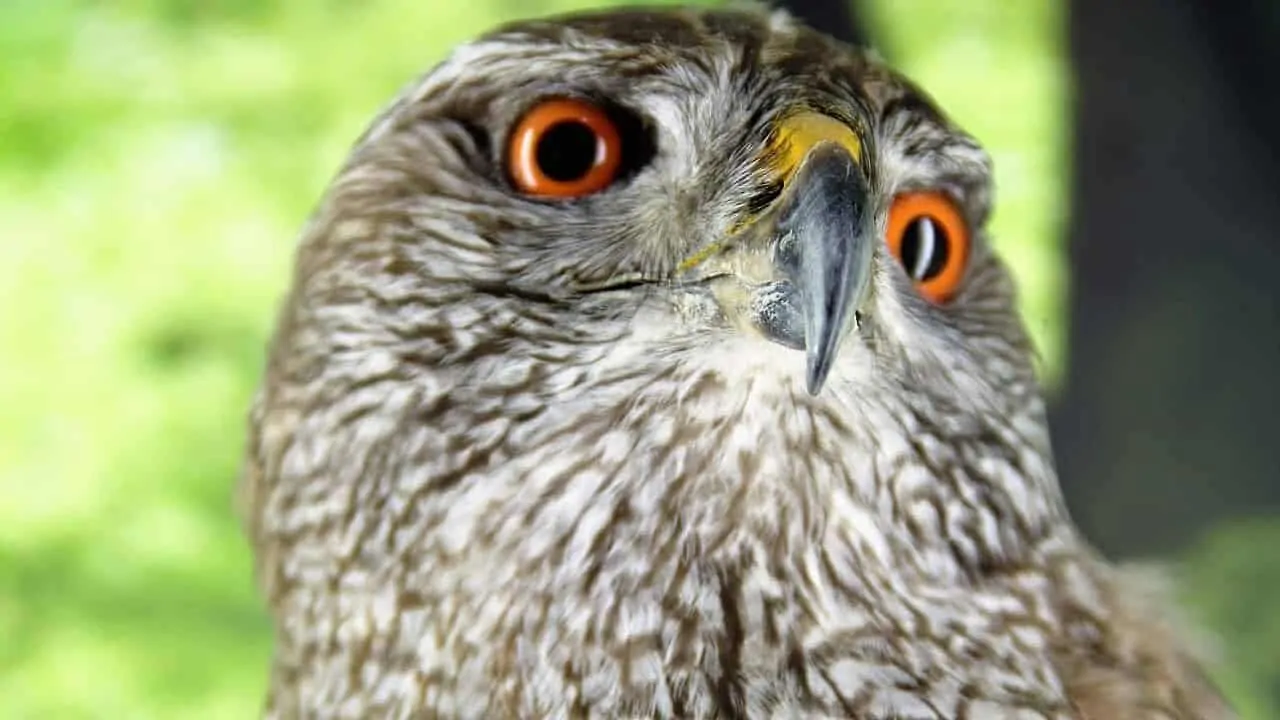 northern goshawk