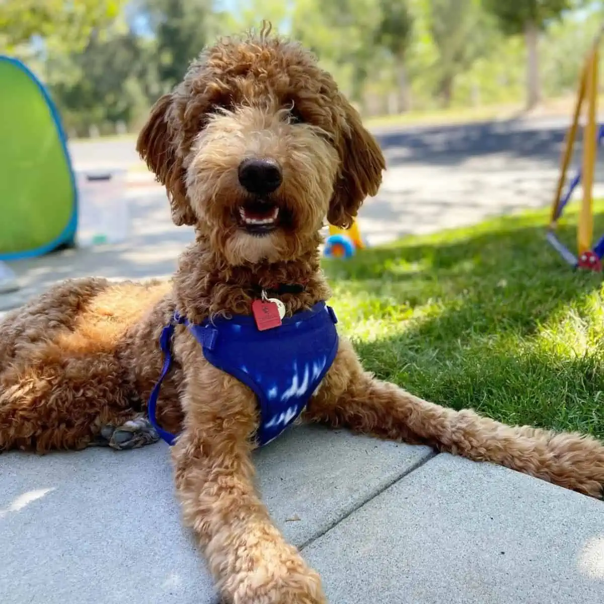 alert Goldendoodle with harness