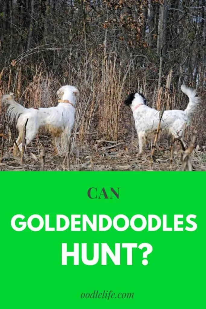 are goldendoodles good hunting dogs