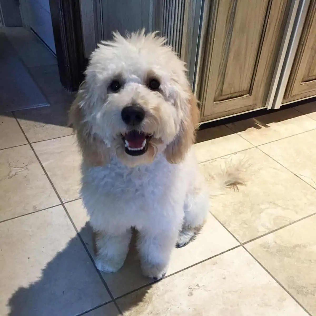 barking Goldendoodle for long hours