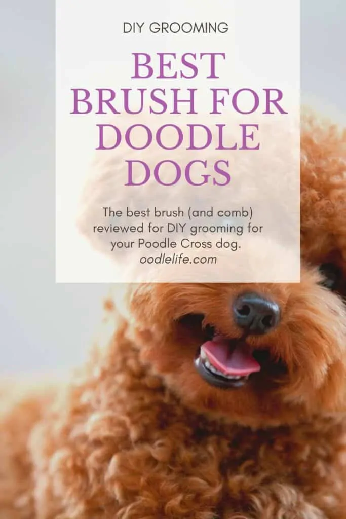 best dog brush for doodle dog