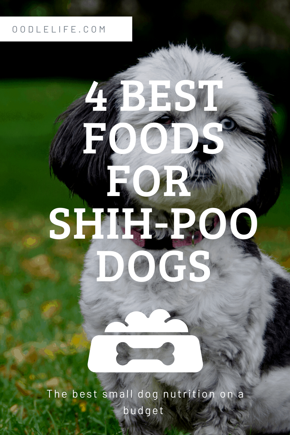 4 Best Dog Food For ShihPoo Puppies And Dogs Oodle Life